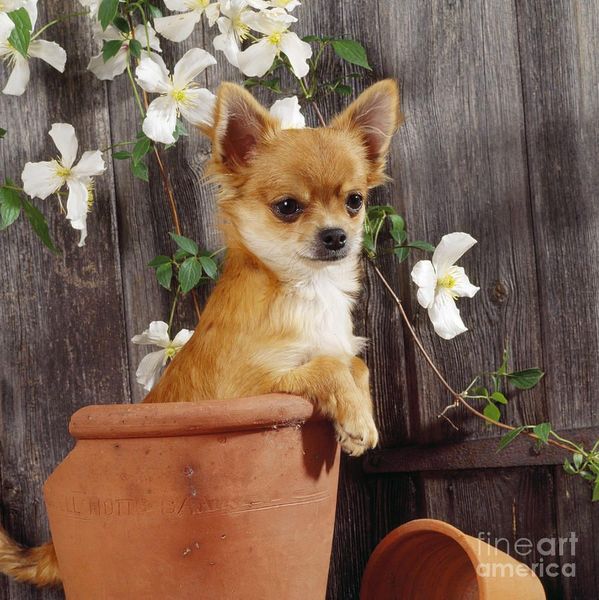 chihuahua-dog-in-flowerpot-john-daniels.jpg