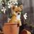 chihuahua-dog-in-flowerpot-john-daniels.jpg