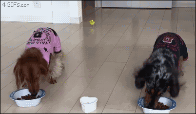 01-funny-gif-285-bird-eats-with-doggy-friends.gif
