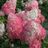 vanilla-strawberry-hydrangea-shrub_560x560_crop_center.jpg