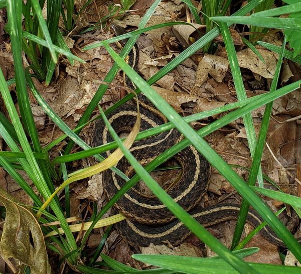 Garter Snake 2021.jpg