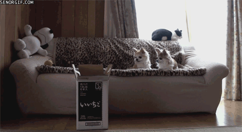 cat-jumps-in-box.gif