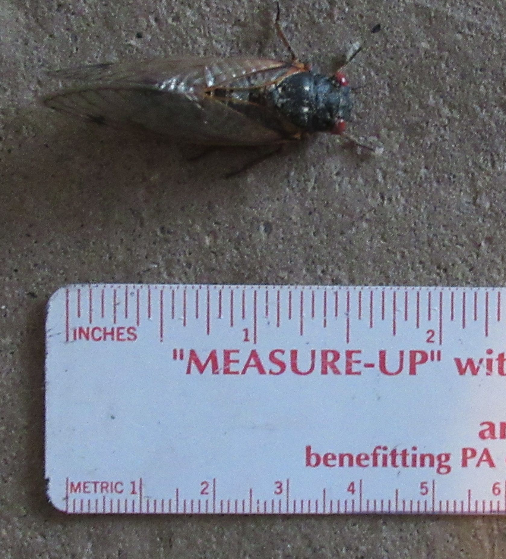 21-05-24 cicada.jpg