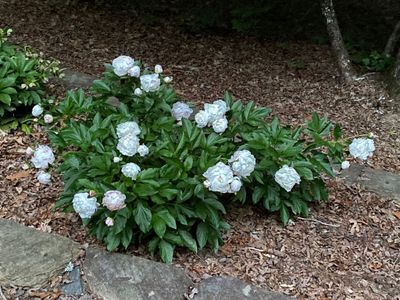 Peonies