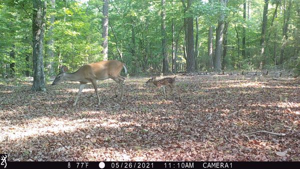 Deer & Fawn