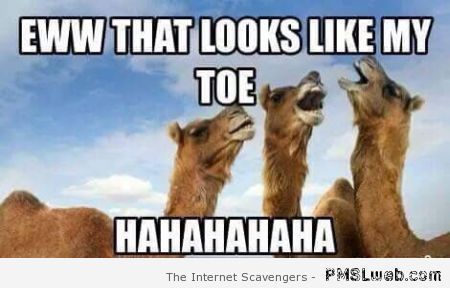 Eww-That-Looks-Like-My-Toe-Funny-Camel-Meme-Image.jpg