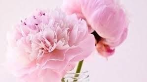 pink peony.jpg