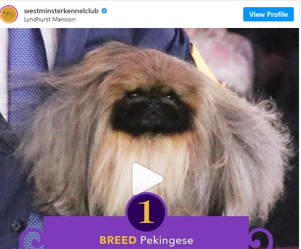 pekingese.PNG