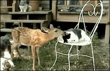 unusual-animal-friendships-cute-gifs-10__605.gif