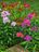 Phlox.jpg
