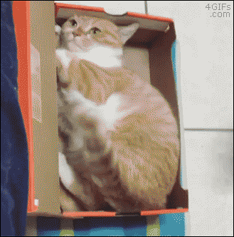 Cat-box-trapped.gif