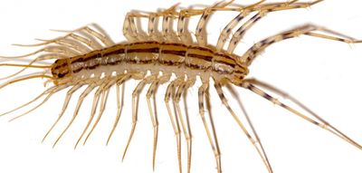 Scutigera_coleoptrata2-1281x612.jpg