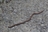 Q snake or worm in my bathroom.jpg