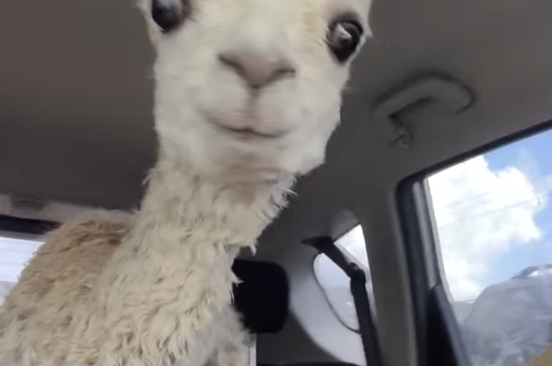 Screen Shot 2021-07-29 at 9.27.05 AM.png