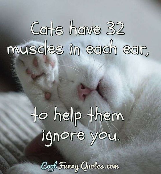 cats-have-muscles-in-each-ear-to.jpg