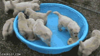 puppy-pool-party.gif