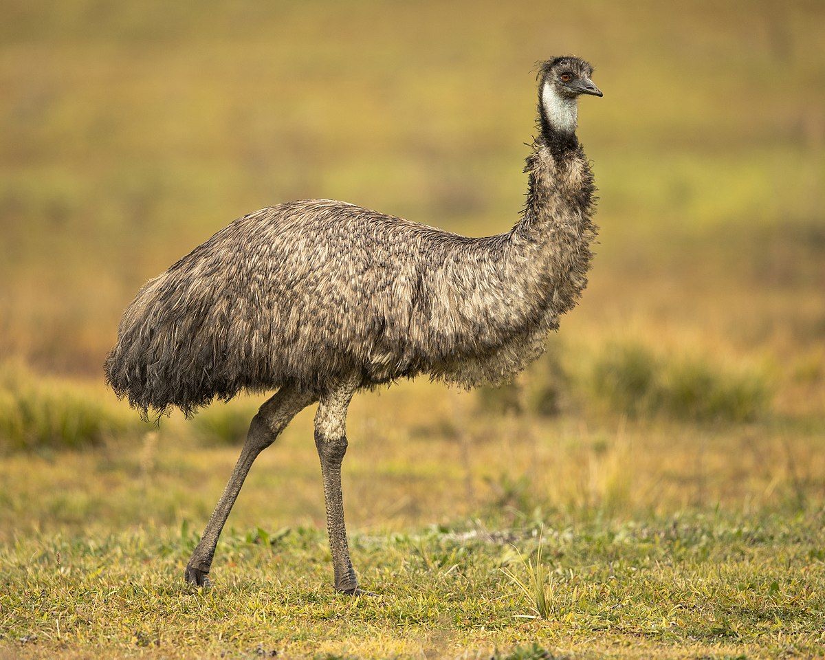 1200px-Emu_1_-_Tidbinbilla.jpg