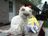 2012 Pet Easter Pix 051.jpg