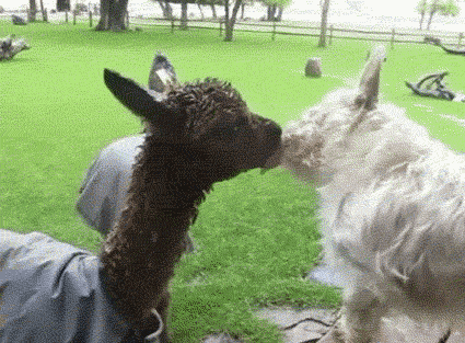 unlikely-animal-friendships-40.gif