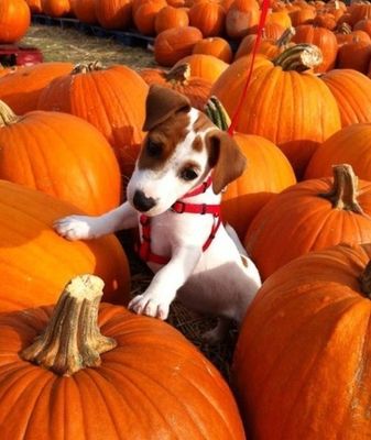 316444-Puppy-In-The-Pumpkin-Patch.jpg