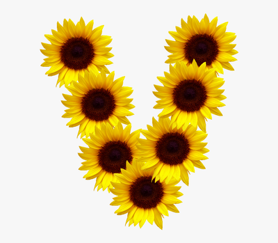 Q V for Tootie Sunflowers.png
