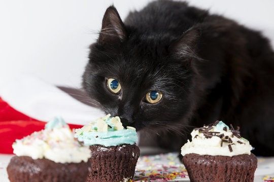 Cat cupcake.jpg