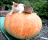 Amazing Cat GIF • Halloween is coming. 2 cats chilling on a giant pumpkin.gif