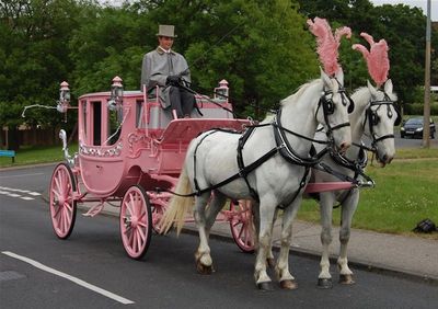 Q queens pink carriage.jpg