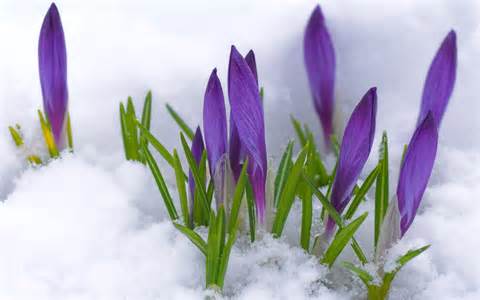 flowers in the snow 2.jpg