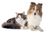 Shetland-Sheepdog-and-a-cat.jpg