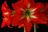 amaryllis.jpg