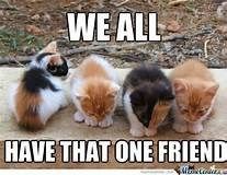 cat-we-all-have-that-one-friend.jpeg