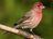 adult male finch.jpg