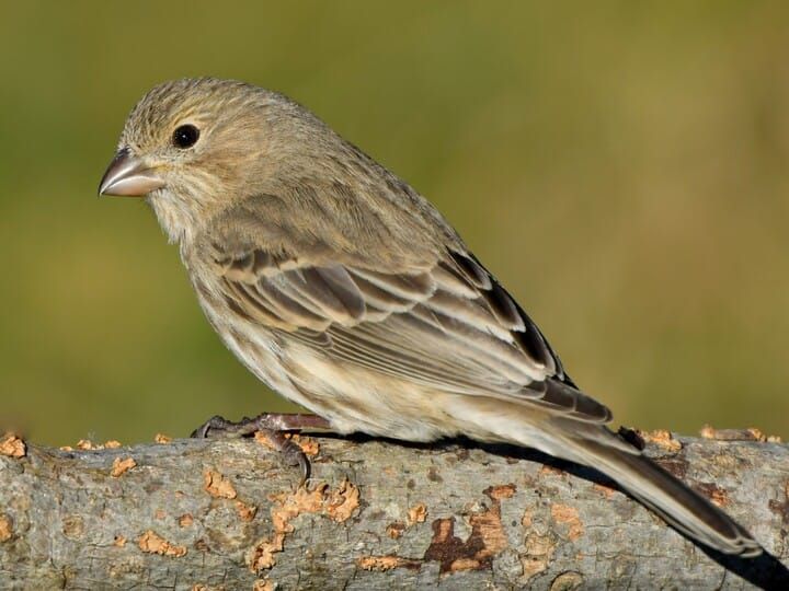 female finch immature.jpg