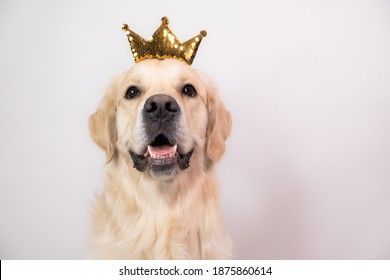 Q dog with crown.jpg