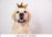 Q dog with crown.jpg