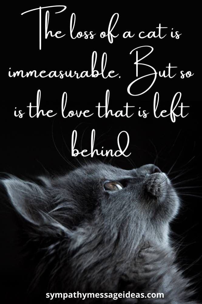 love-left-behind-loss-of-cat-quote.jpg