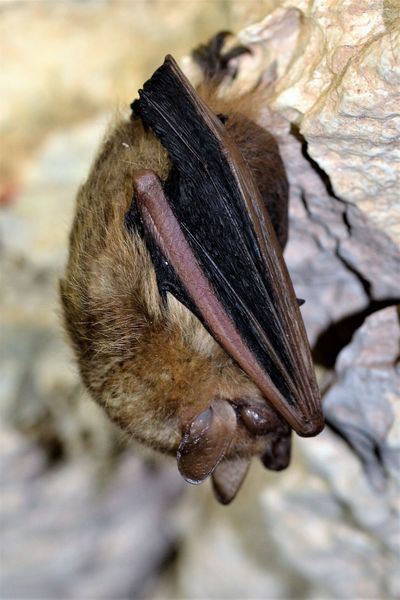 Tri-colored-Bat-Longhorn-Caverns-SP-1.29.2018-4-Sick.jpg