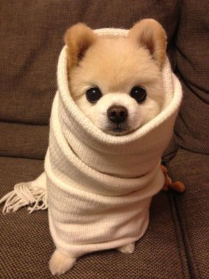 dog-afraid-cold-wrapped-in-scarf-300x400.jpg