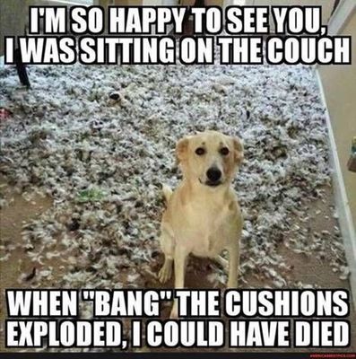 Dog exploded pillow