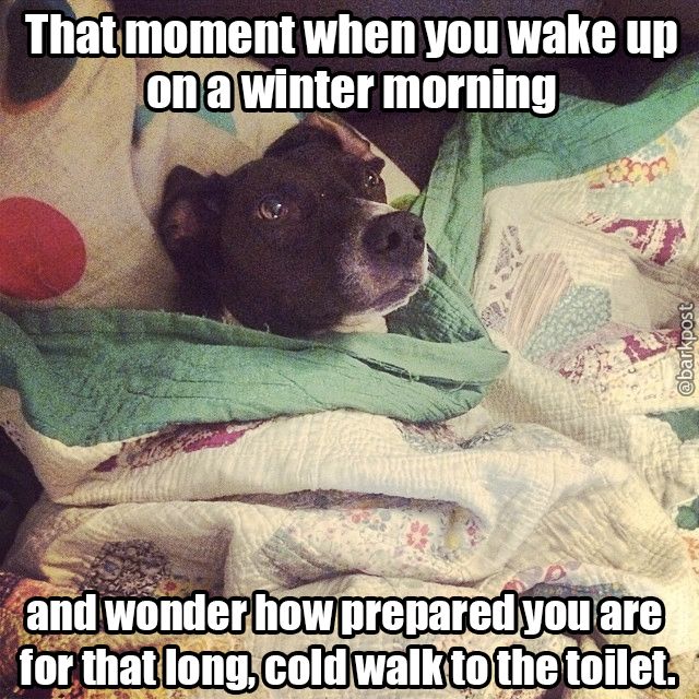 dog-winter-memes-20.jpg