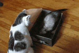 funny-gif-cat-box-ferret.gif