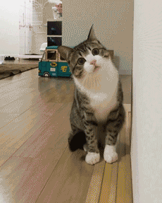 Funny-Animated-Cat-GIF-32.gif