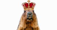 Q Groundhog with a crown2022.jpg