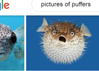 puffer