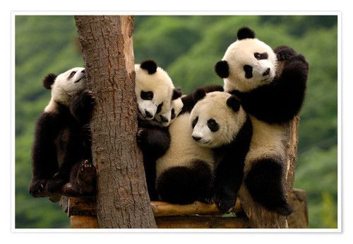 Giant Panda Cubs.jpg