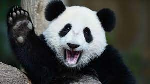 panda raising hand.jpg
