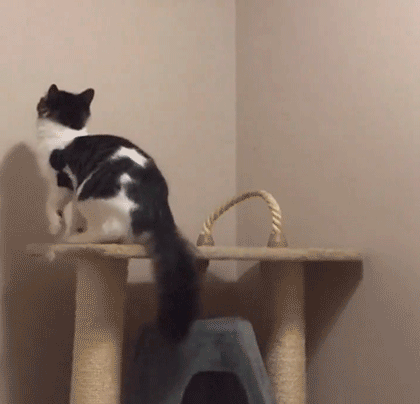 funny-cat-2020-13.gif