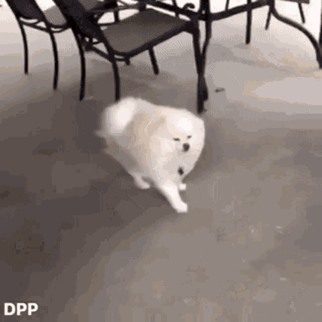 dog-windy.gif