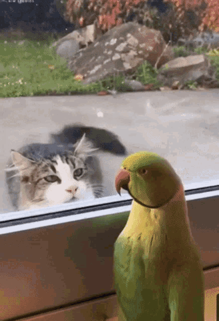 funny-animals.gif